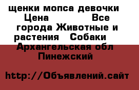 щенки мопса девочки › Цена ­ 25 000 - Все города Животные и растения » Собаки   . Архангельская обл.,Пинежский 